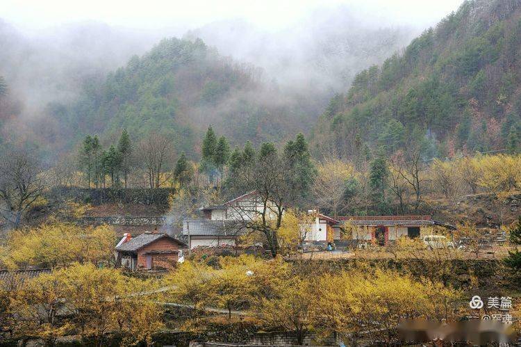 汉中佛坪的初春是属于山茱萸花的_沙窝村