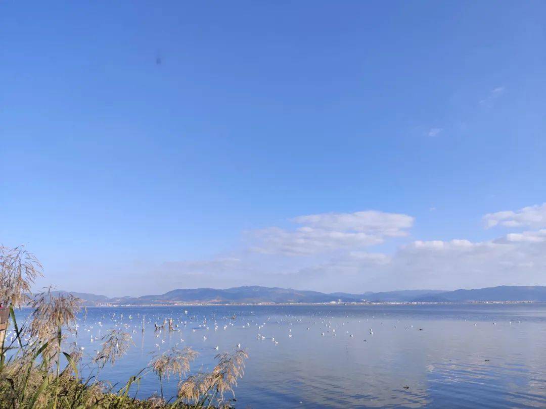 通海杞麓湖畔:"梅花朵朵娇,花桩百样殊"