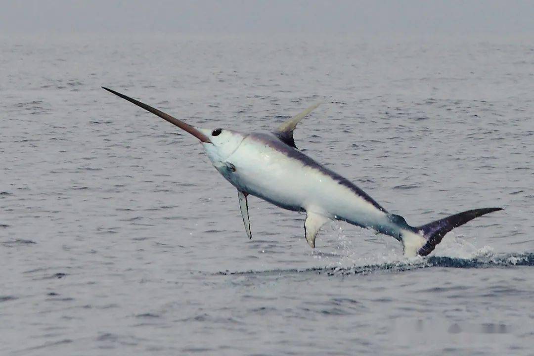 海洋科普1364物种图册剑旗鱼