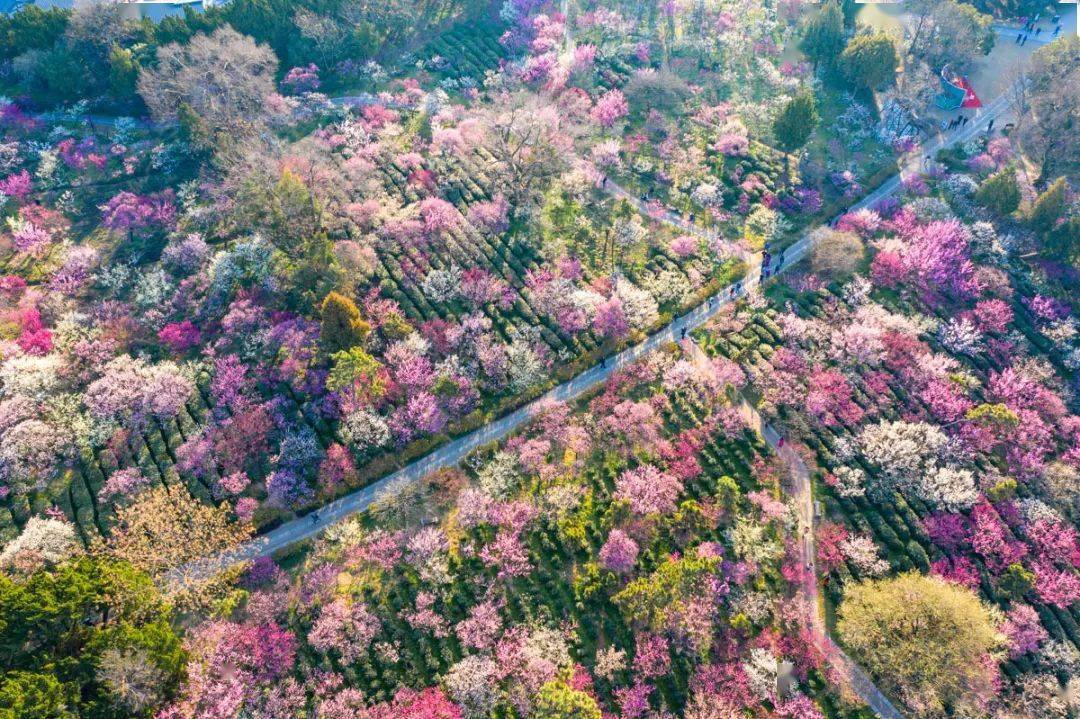 南京春季赏花攻略出炉,速来打卡围观!