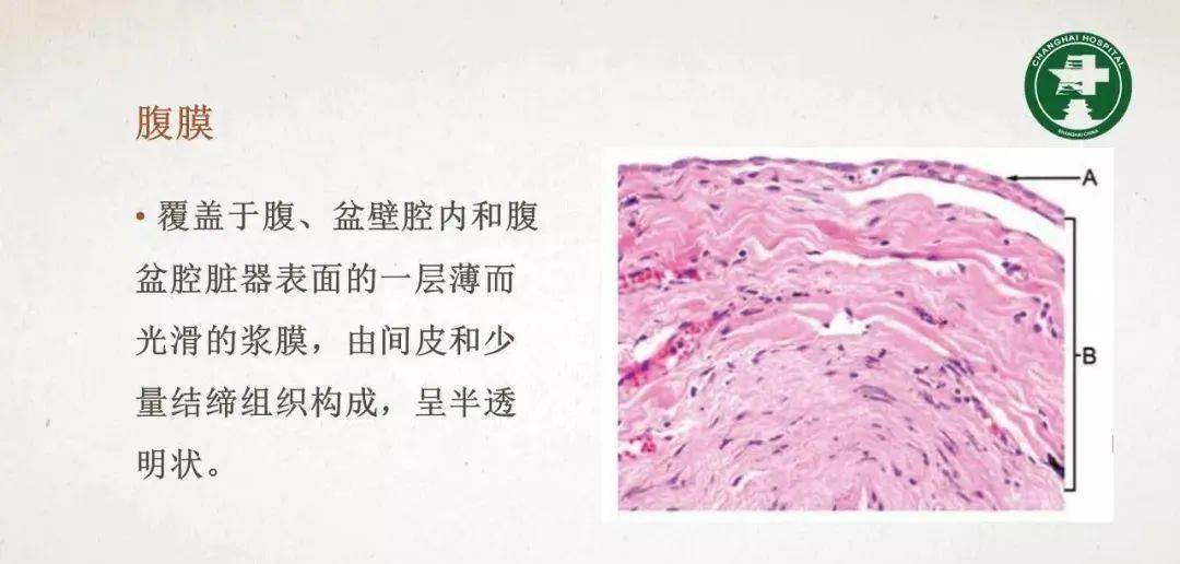 腹膜相关结构的影像解剖