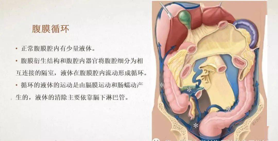 腹膜相关结构的影像解剖