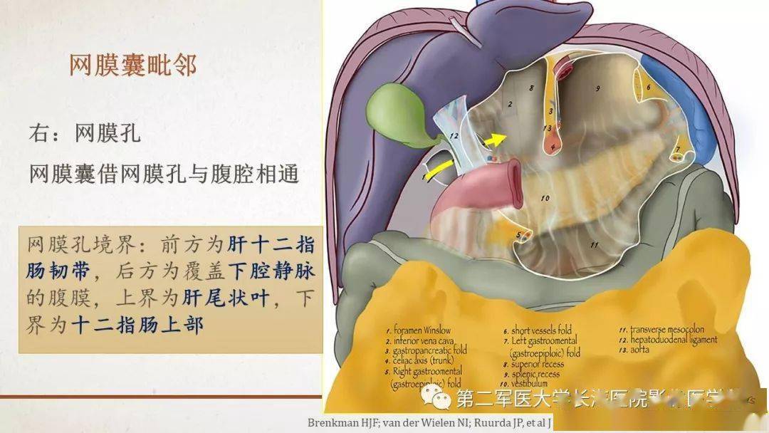 腹膜相关结构的影像解剖