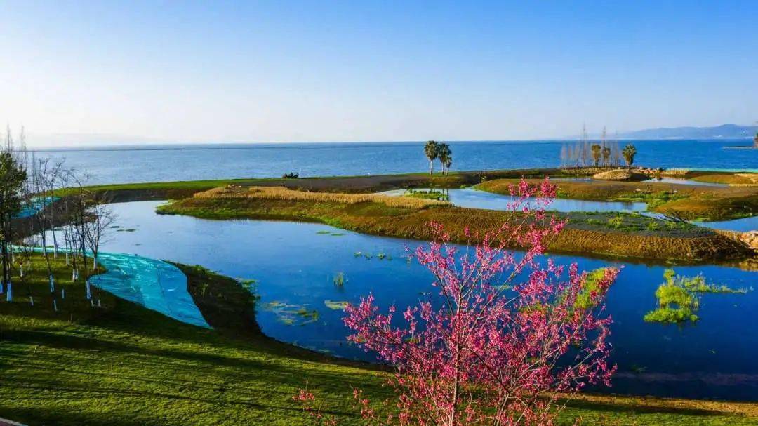 滇池湿地:春暖花开 海晏河清