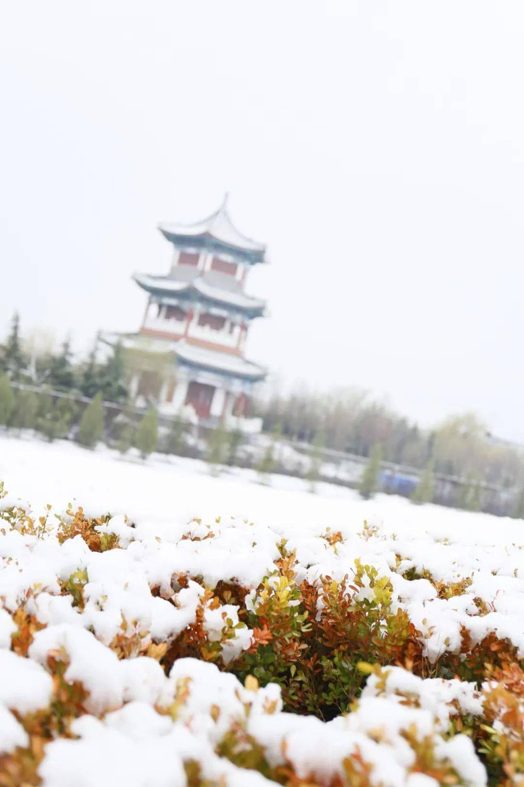 冷空气来袭山东多地迎降雪一大波浪漫雪景来袭