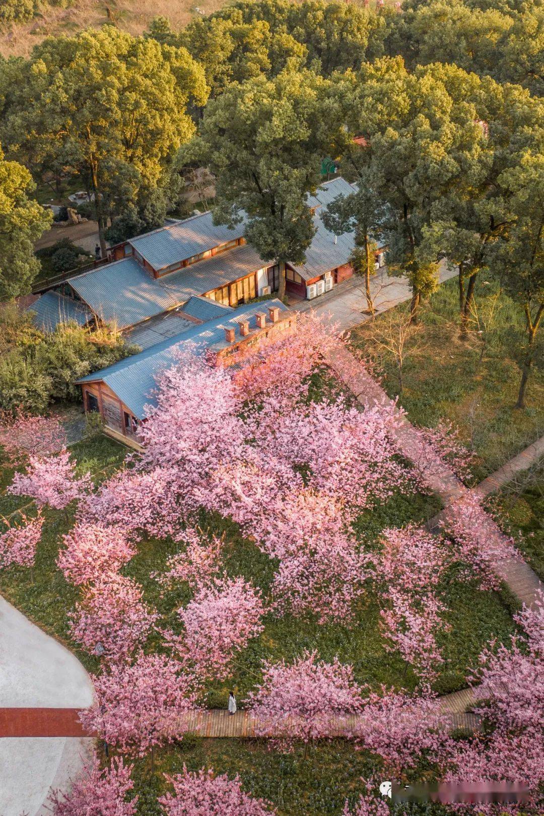 花点时间游武汉,100万张景区门票免费!