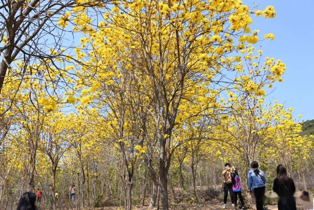 一树黄花