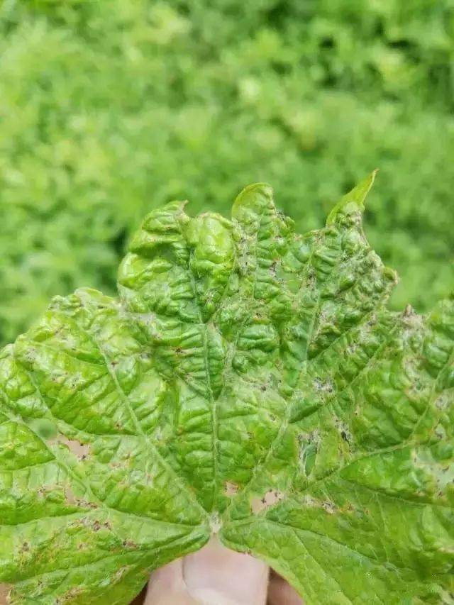 绿盲蝽:一年发生4-5代,危害叶片和花絮,刺吸叶片,造成后期空洞