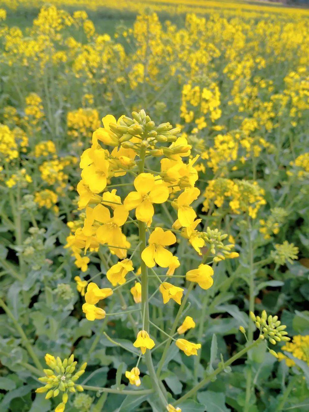 花舞梨乡春满园白桥镇油菜花已盛开快来围观吧