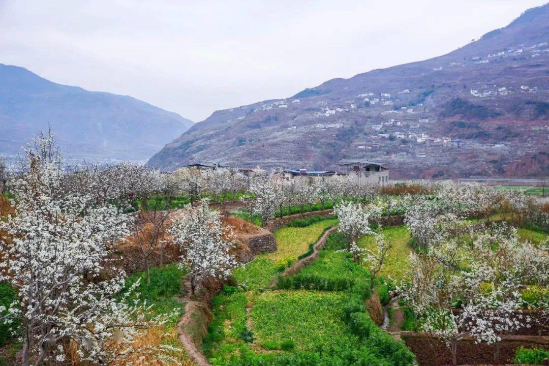 航拍视觉 坐看花海汉源春色看梨花,梨花胜景看九襄这就是九襄万亩梨花