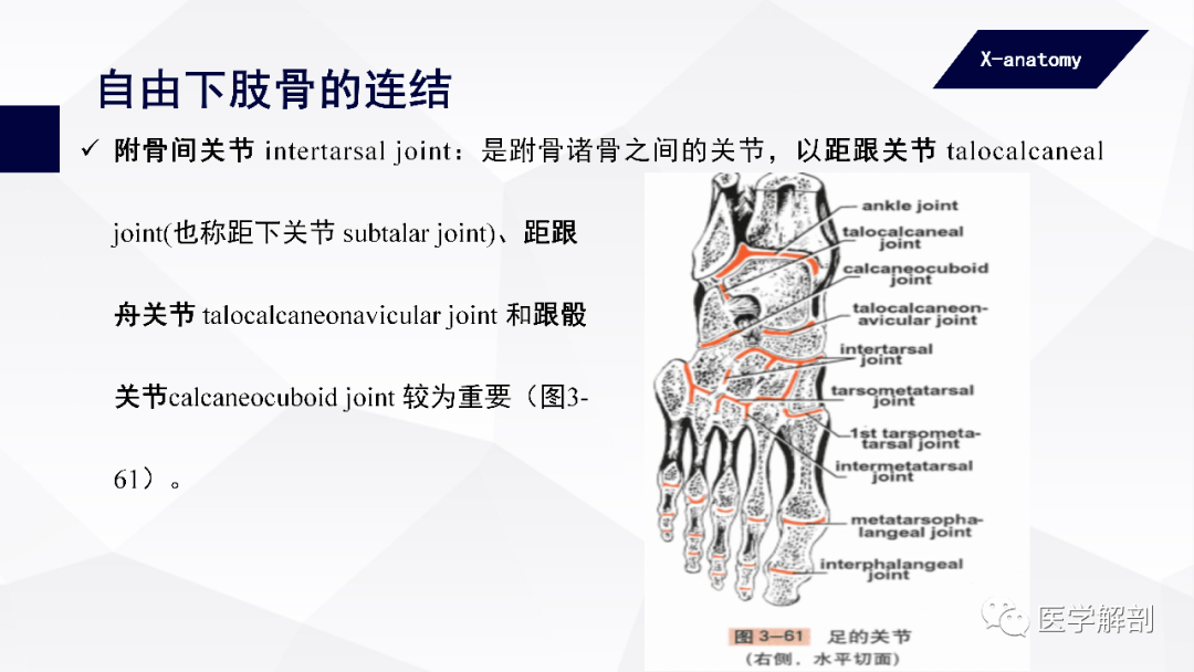 人体解剖学附肢骨及其连结下肢骨的连结二