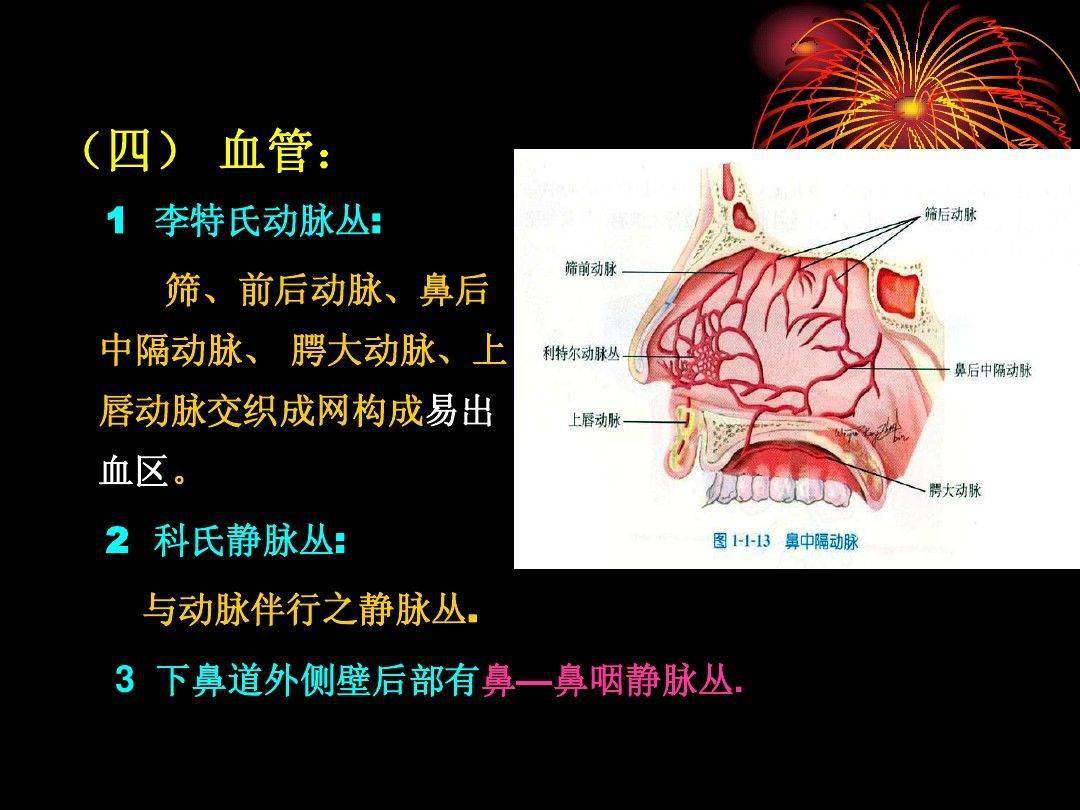 解剖头颈丨鼻部解剖及生理