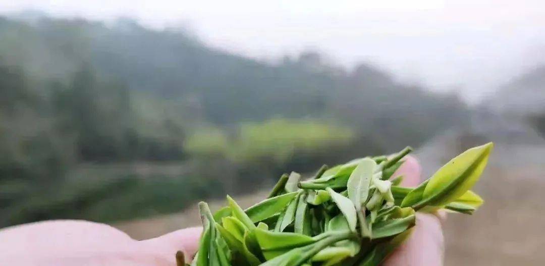 春茶季,20条适合你在朋友圈发图配用的高逼格茶诗文