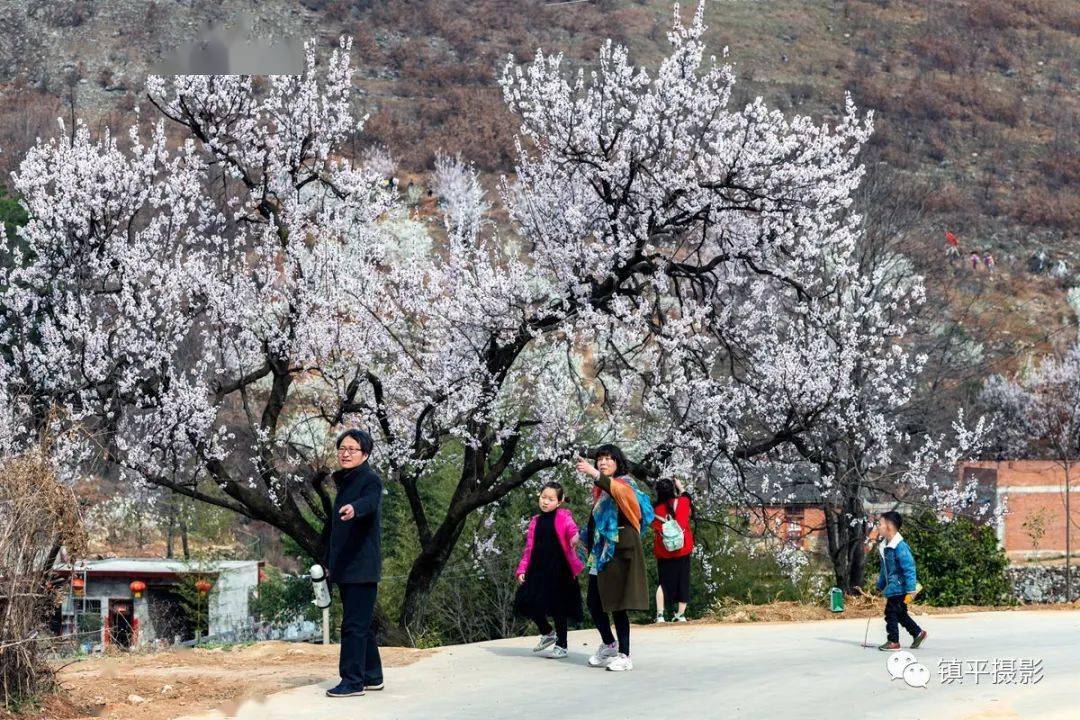 山河添锦绣!镇平老庄镇万亩樱桃沟争相开放,多图惊艳了整个春天