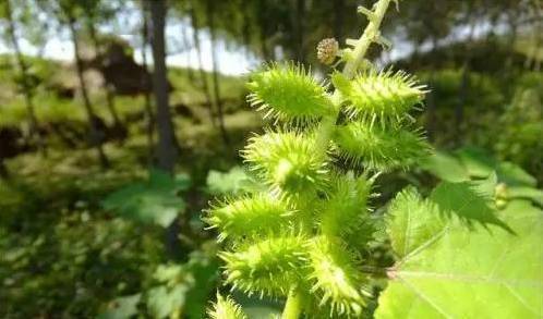 野生植物,蘑菇容易误食中毒"勿采,勿食,不买,不卖"