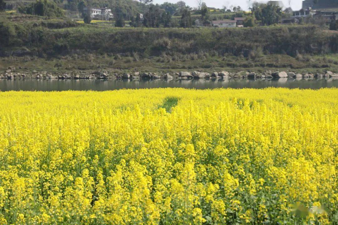 火爆武胜沙溪油菜花太美了新华社都报道了