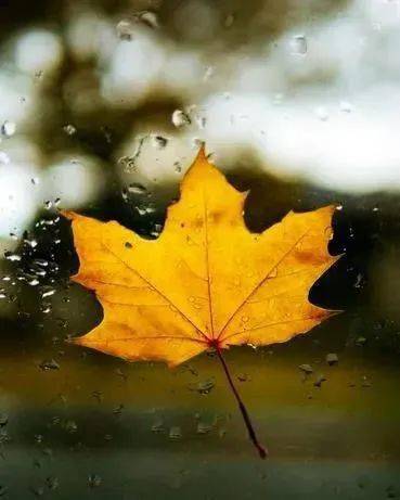 当叶子好奇的看着世界时,风停了,  于是叶子飘落在地上,迎面而来的