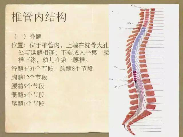 脊椎解剖与影像学上