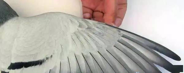 经验快速鸽的翅膀及羽条特性图