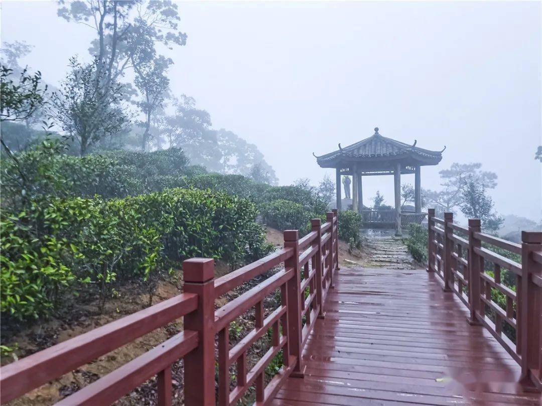 烟雨蒙蒙 湿润的空气中 透着清新的茶香 漫步在石祖禅茶园的茶山上