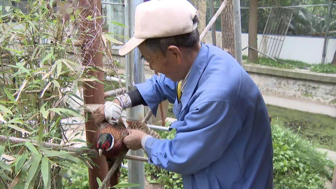 33年嘉泽鸟叔闵浩焕和他的候鸟王国