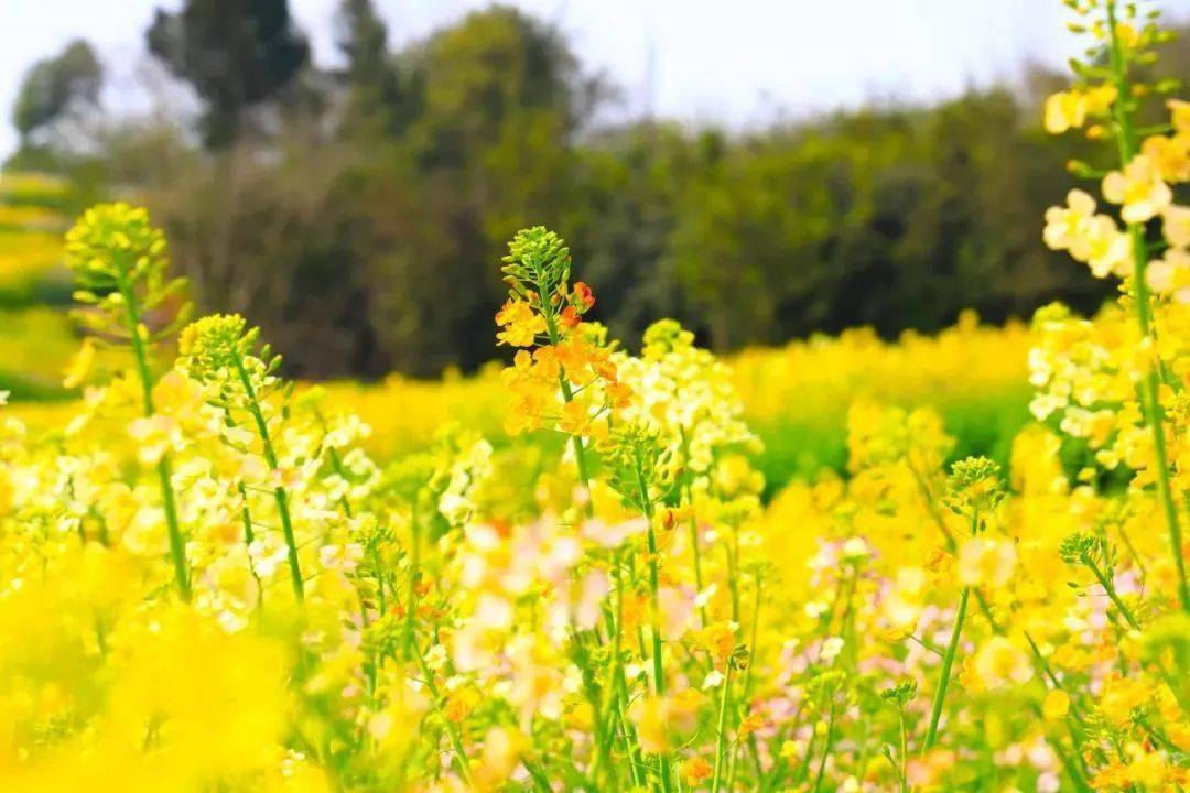 "五彩斑斓"的油菜花可曾见过?就在两江新区