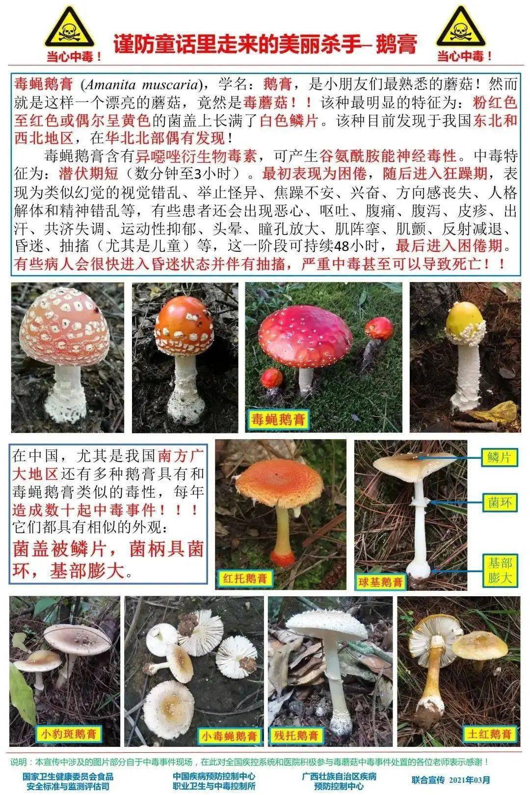 鹅膏菌属常导致死亡的发生,如致命鹅膏(又名白毒伞)和灰花纹鹅膏.