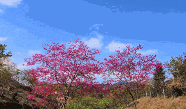 桂峰村一片3000多亩梅花 李花盛开, 一片一片雪白,像极雪中的童话