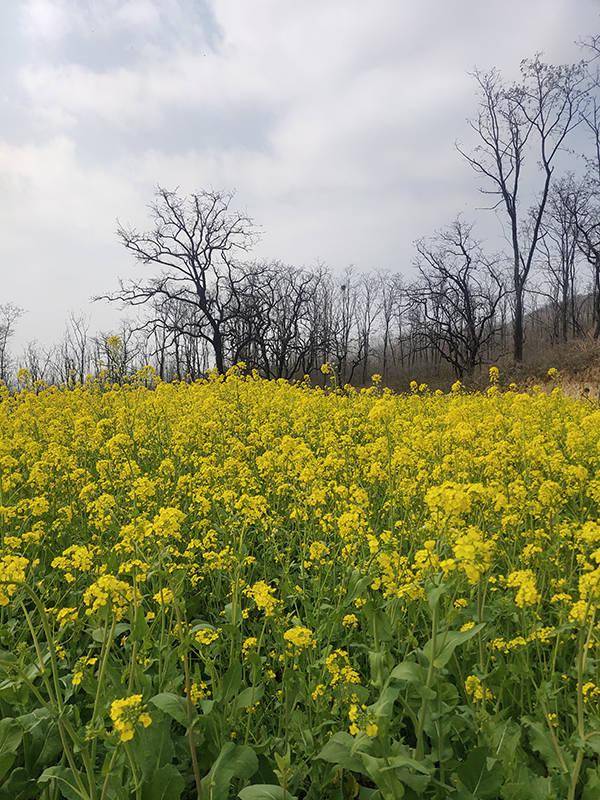 走,去河南省许昌市襄城县赏万亩油菜花吧_首山