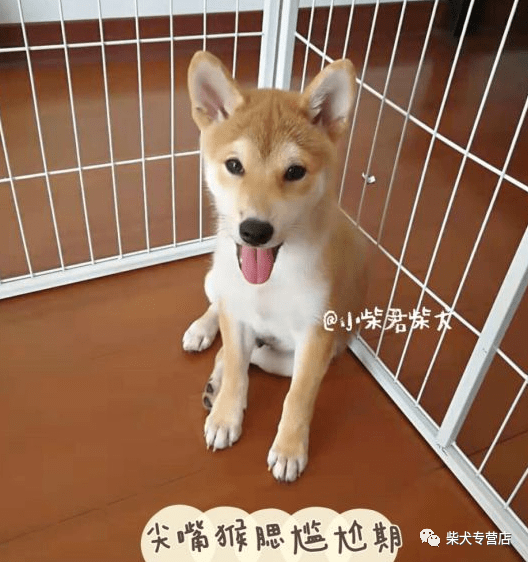 我家的柴犬为什么不爆脸?是串串吗?