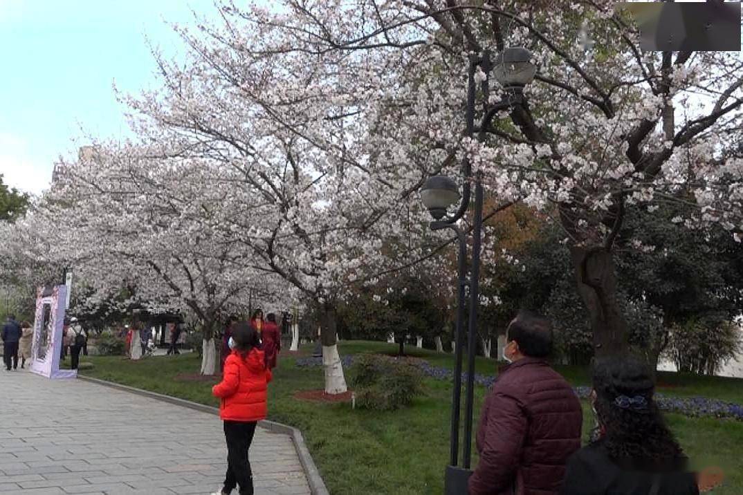 武汉市堤角公园,樱花缤纷盛开惹人陶醉,欢迎大家来赏樱