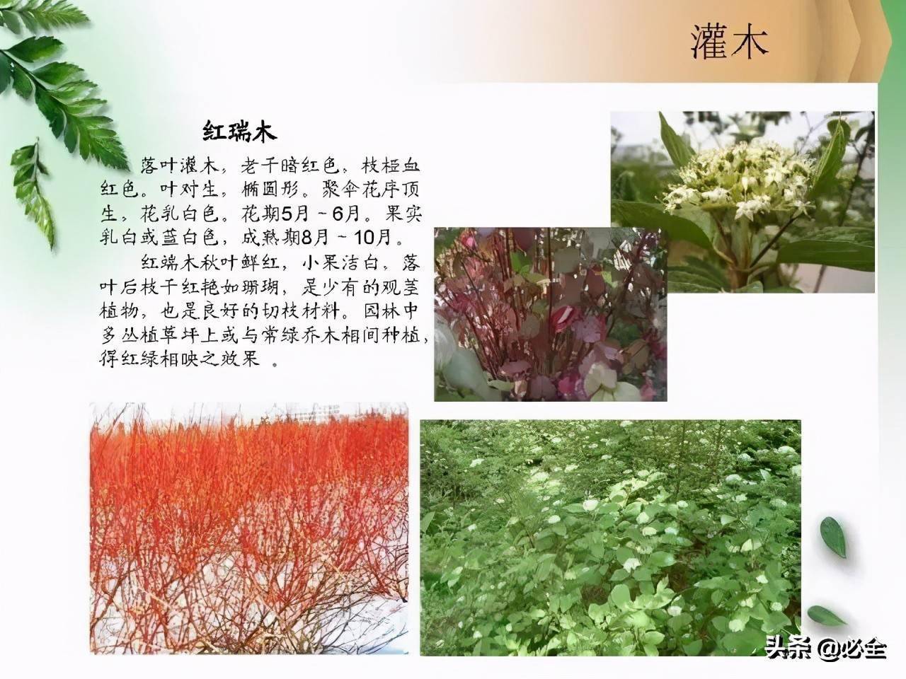 北方常见园林观赏植物小乔木及灌木