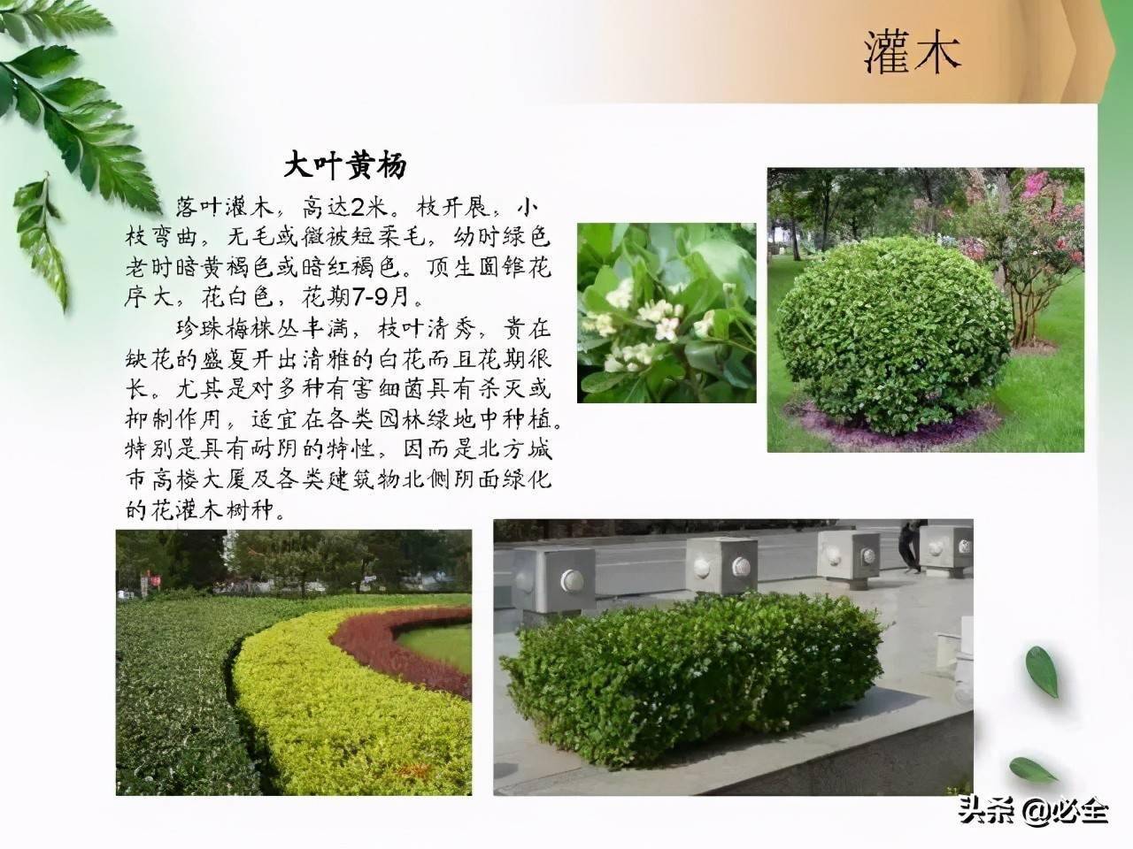 北方常见园林观赏植物小乔木及灌木