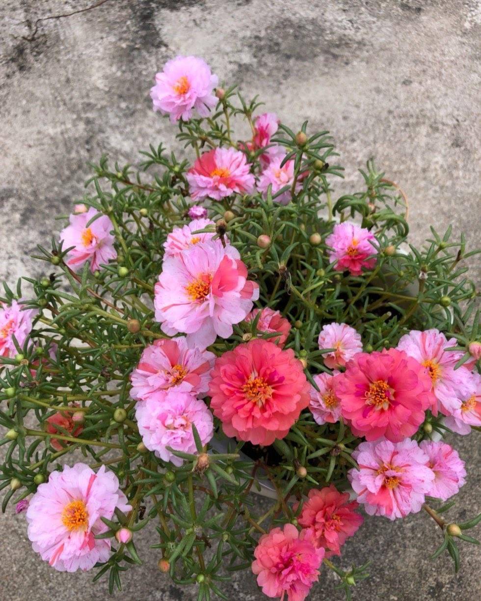 春天可以播种3种花,花量大花色美很好养,阳台更美了