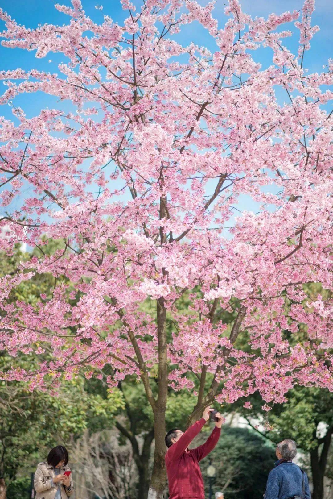 趁着春光赏花去长沙三月赏花地推荐来了