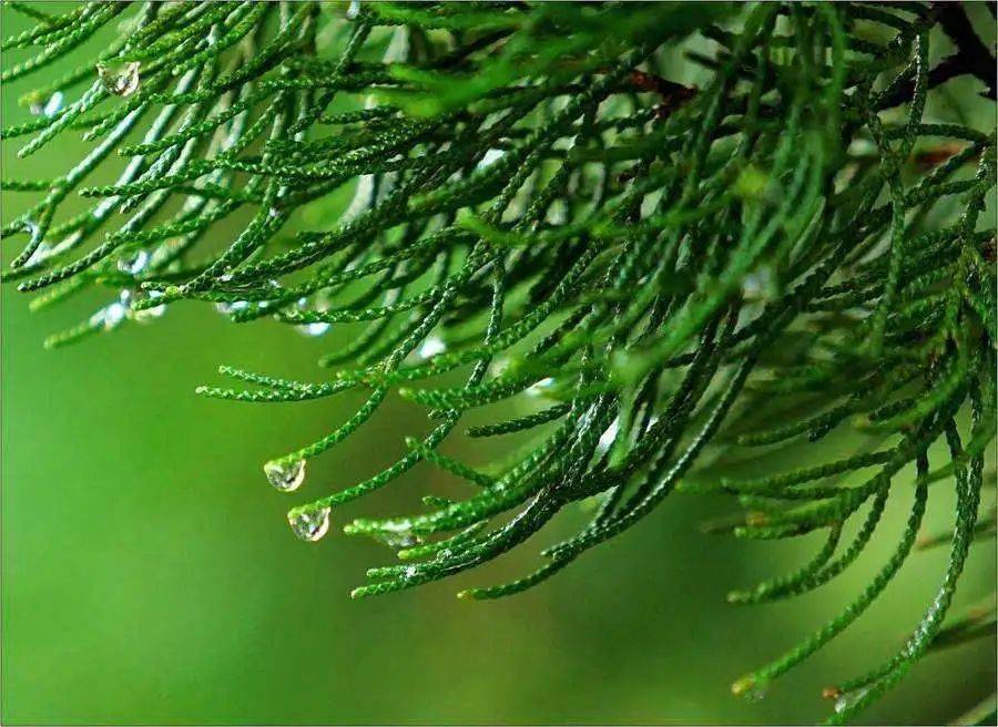 (也是国庆节) 柳树 willow /"wlo/  松树 pine /pan/ 植树节已写入