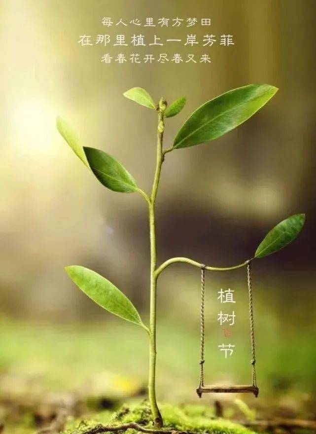 植树节的故事