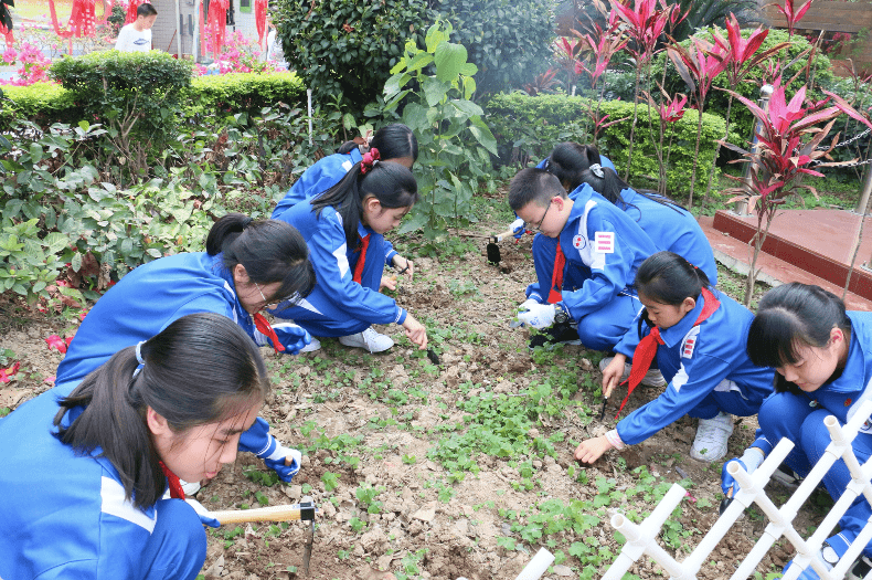 学生们进行除草活动是双桥学校的劳动基地.