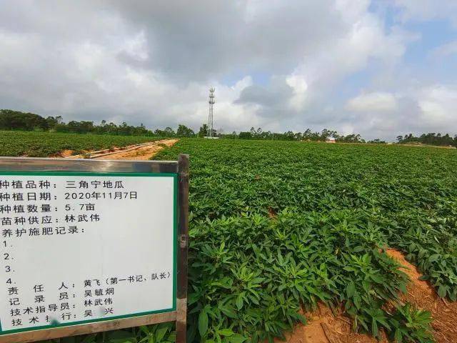 油茶树,芒果,泰国金椰等作物长势良好,产业园中的三角宁地瓜种植示范