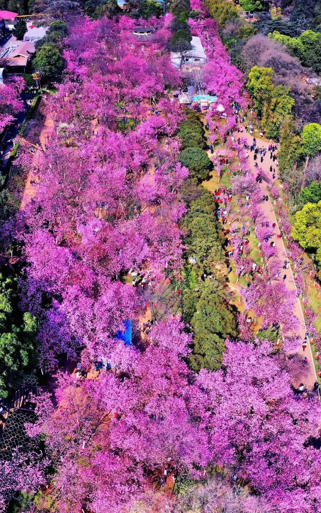 春城观赏樱花的胜地每年3月呈现花海人潮的热闹景象是昆明著名的春日