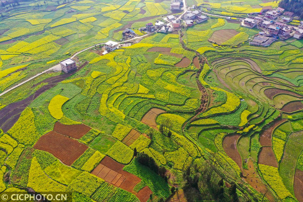 2021年3月13日在贵州省安顺市西秀区双堡镇拍摄的油菜花田(无人机