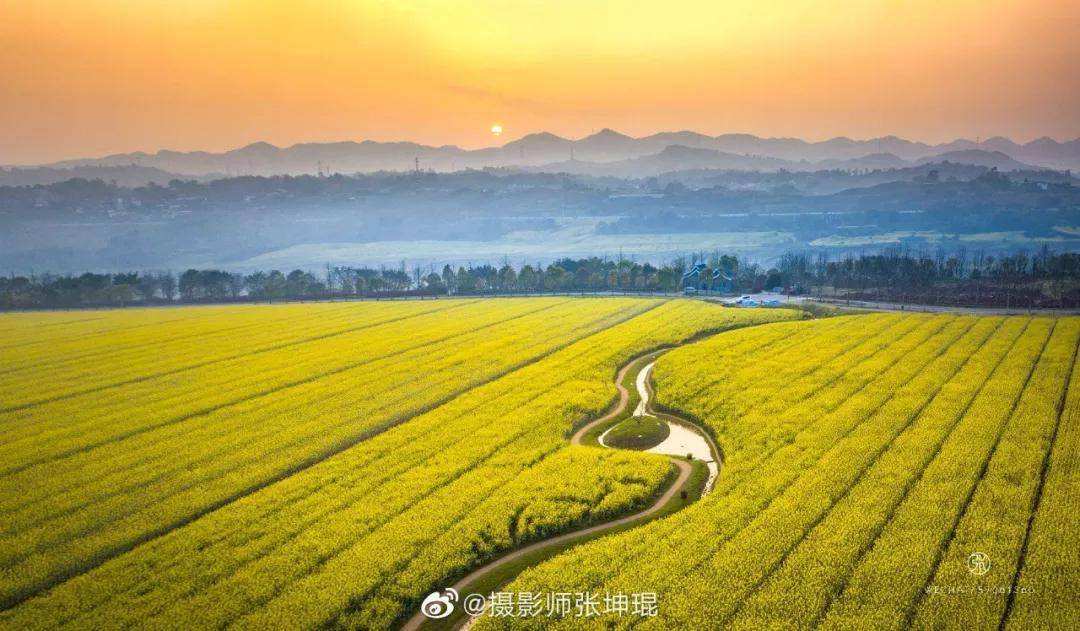 广阳岛春天的仪式感油菜花