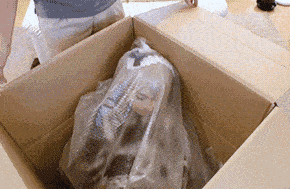 搞笑GIF:我的快递终于到了!