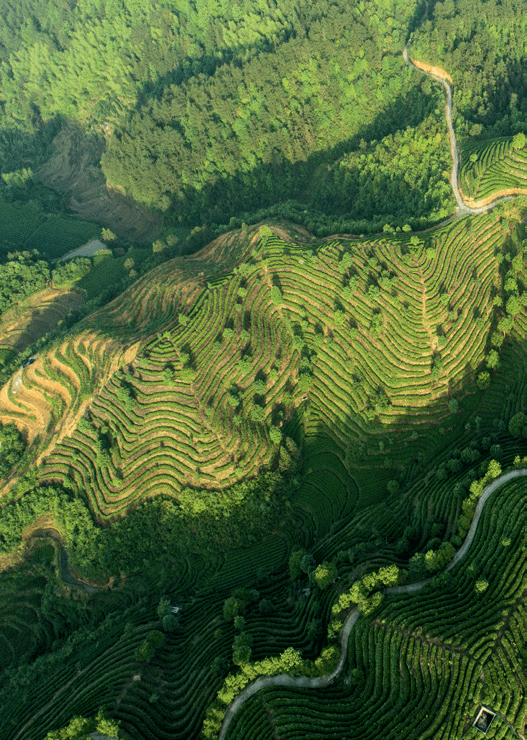 惠明茶:深山养好茶_景宁