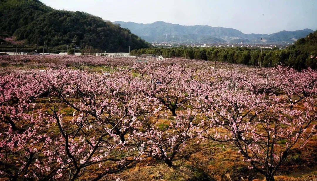 春到丁宅花样多丁小宅带你赏桃花游丁宅