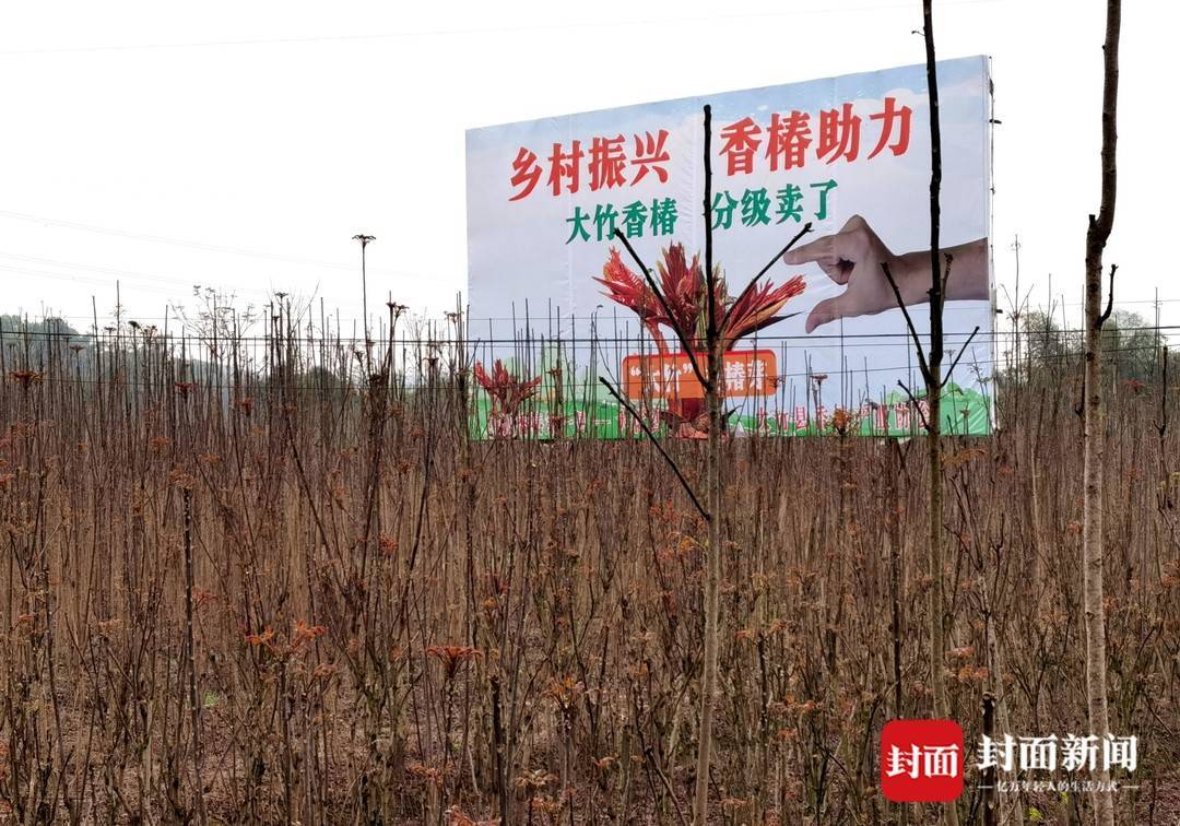 大竹县石河镇香椿种植基地