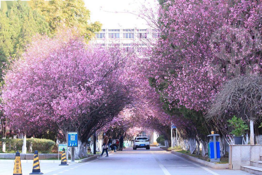 舞台曲靖师范学院春风一吹曲靖师范学院内的樱花携海棠如约而至竞相绽