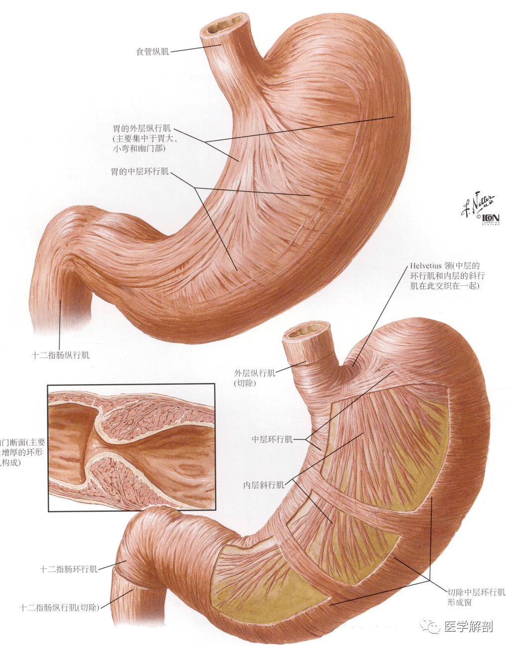 不一的黏膜皱襞,在胃小弯处多为纵行皱装,约有4~6条,襞间的沟称胃道