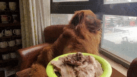 就又继续沉浸在自己的悲伤当中  fb/潜水夫golden retriever哞哞&