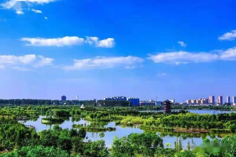 这两天,临颍千亩湖(临颍县黄龙湿地公园)飞来了30多只野生白天鹅,白
